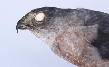 Media type: image;   Ornithology 264682 Description: Photograph of specimen: Lateral.;